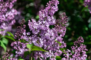 Çiçek açan leylak çiçekleri. Bahar leylağı filizleniyor
