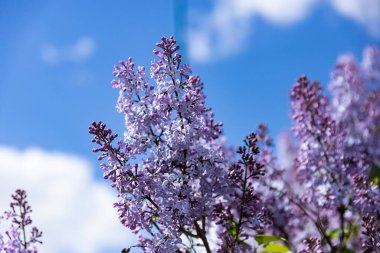Çiçek açan leylak çiçekleri. Bahar leylağı filizleniyor
