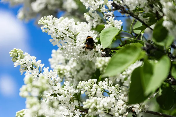 Early Bumblebee Bombus Pratorum Lilás Branco Excelente Polinizador Trabalho Close — Fotografia de Stock