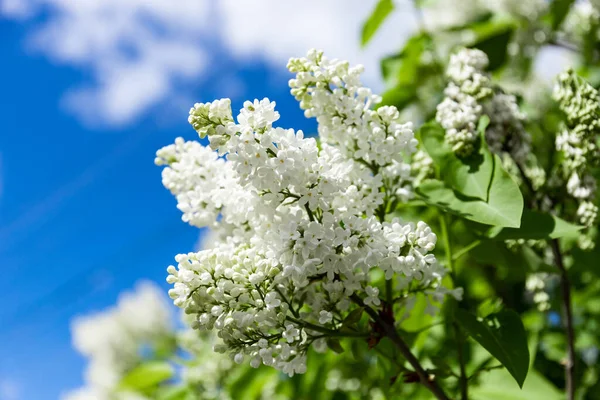 Blühen Weiße Fliederblüten Fliederbusch Blüht Frühling — Stockfoto