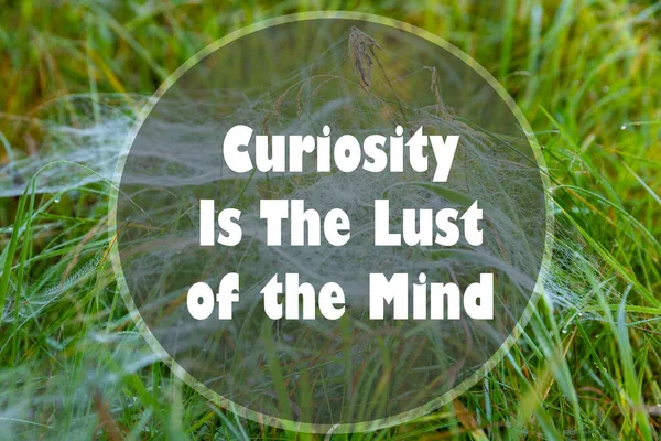 Curiosity Lust Mind Written Natural Background — Stock Photo, Image