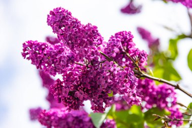 Bahar çiçekleriyle dallar pembe leylak çiçekleri, çiçek açan arka planlar..