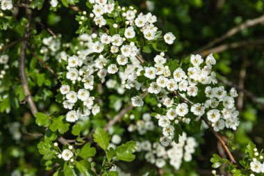Beyaz çiçekli bahar çalısı. Bitkiler ve çiçekler.