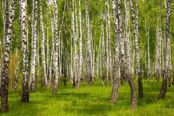 Landskap Med Utsikt Över Vårgrön Björklund — Stockfoto