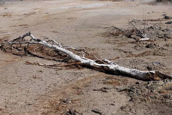 枯れ木の残骸 化学プラントによる環境汚染 生態学的大惨事 — ストック写真