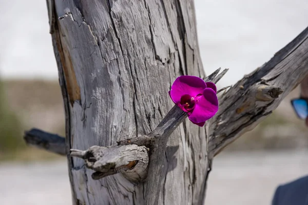 Fiore Orchidea Vecchio Tronco Albero Morto Concetto Protezione Dell Ambiente — Foto Stock