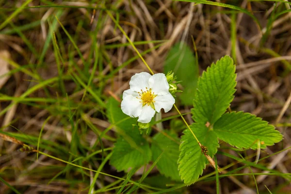 Blühende Erdbeeren Wald Walderdbeerblüte Erdbeerblüte — Stockfoto