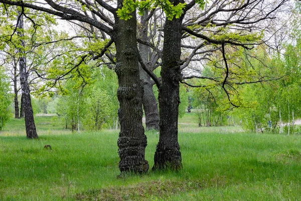 Hermoso Paisaje Con Dos Robles Bosque Primavera — Foto de Stock