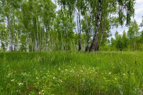 Paisaje Con Vistas Bosque Abedules Verde Primavera — Foto de Stock