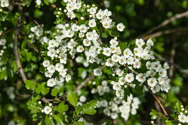 Arbusto Primavera Com Flores Brancas Close Plantas Flores — Fotografia de Stock