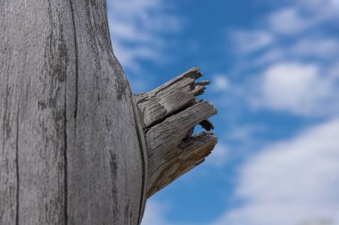 Çatallı, kurumuş ağacın arka planı. Kavram.