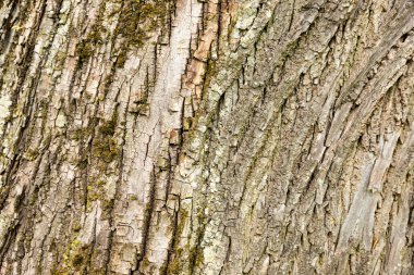 Eski bir akçaağaç kabuğu. Arkaplan