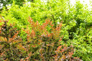 İyi korunmuş yeşil Avrupa parkı. Arkaplan