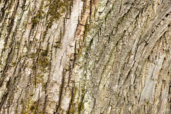 Corteza Viejo Árbol Arce Contexto — Foto de Stock