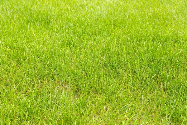 영국식 잔디가 있습니다 — 스톡 사진