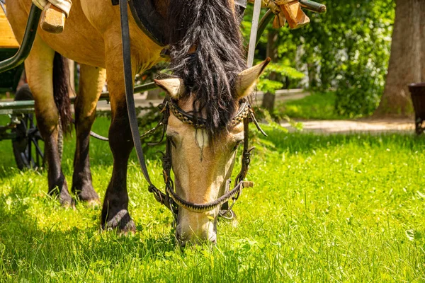 Caballo Marrón Enganchado Arnés Mordisquitos Sobre Hierba Verde — Foto de Stock