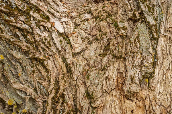 Struktura Kůry Stromů Přírodním Evropském Parku — Stock fotografie