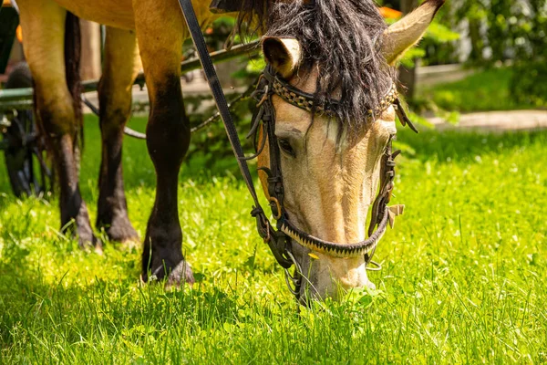 Caballo Marrón Enganchado Arnés Mordisquitos Sobre Hierba Verde — Foto de Stock