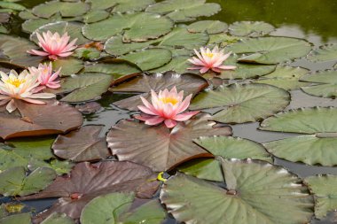 Doğa parkındaki bir göldeki nilüferlerin manzarası. Yukarıdan görüntüle.