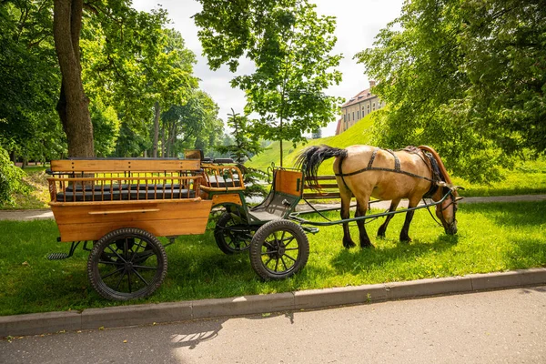 Кінь Прив Язаний Вагона Громадському Парку — стокове фото