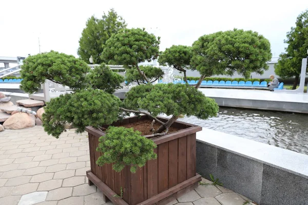 Arbre Conifères Vert Décoratif Dans Pot Fleurs Extérieur — Photo