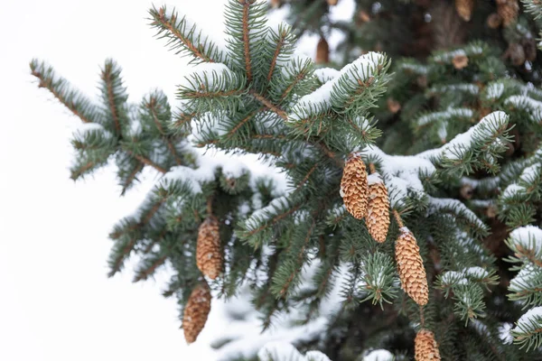 Épinette Bleue Aux Cônes Picea Pungens Branches Couvertes Neige — Photo