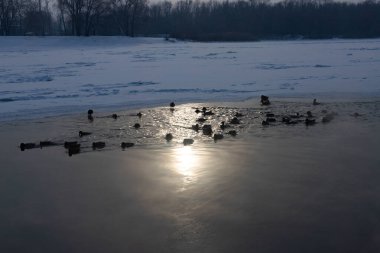 Ördekler buz çukurunda yüzer. Kışın ördekler