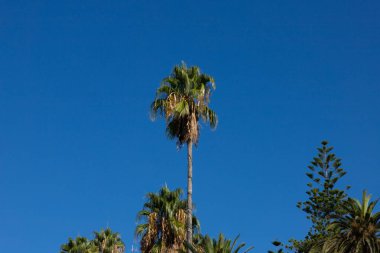 Karadağ ve Adriyatik Denizi 'nde gezinti ve plajda palmiye ağaçları.