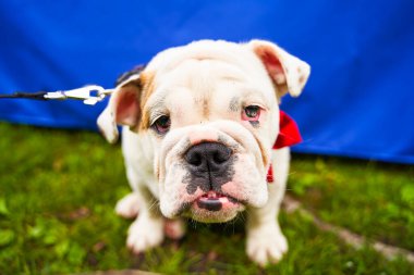 İngiliz Bulldog köpeği. Köpek yeşil çimlerin üzerinde yatıyor, yakın plan portre..