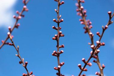 Çiçek açan elma ağaçları mavi gökyüzüne karşı. Seçici odak.
