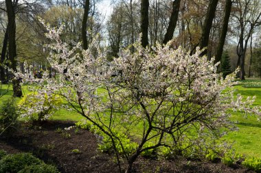 Parktaki baharda beyaz çiçekli, tomurcuklu tek bir çiçek ağacı. Manzara.