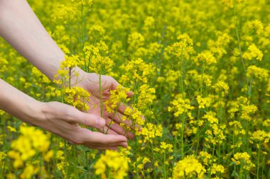 Güneşli bir günde kolza tohumu tarlasında sarı bahar çiçeklerine sarılan bir kızın avucunun yakın çekimi. Seçici odaklanma. Boşluğu kopyala.