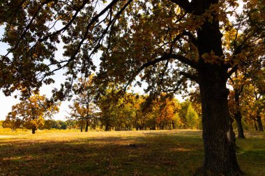 Eylül 'de meşe koruluğuyla sonbahar manzarası