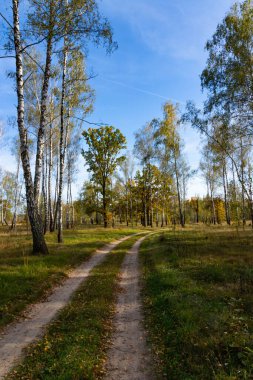 Ağaçların, çalıların ve patikaların olduğu sonbahar ormanı manzarası.