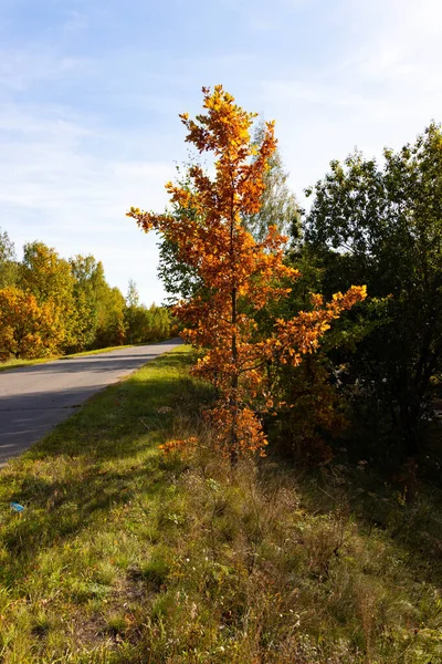 Hösten Ett Ensamt Träd Vid Vägen Europa Landskap — Stockfoto