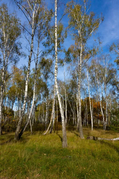 Bosque Otoño Paisaje Abedul Con Arbustos Sendero — Foto de Stock