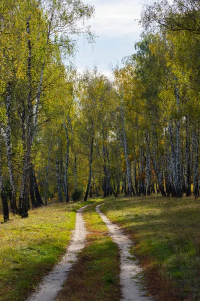 Осінній Лісовий Пейзаж Березового Гаю Кущами Стежкою — стокове фото