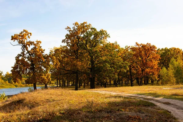 Autumn Lanscape Oak Grove September — Stock Photo, Image
