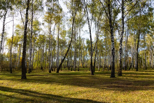 Bosque Otoño Paisaje Abedul Con Arbustos Sendero — Foto de Stock