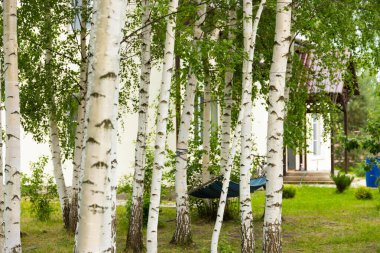 Evin avlusundaki iki ağacın arasındaki hamak..