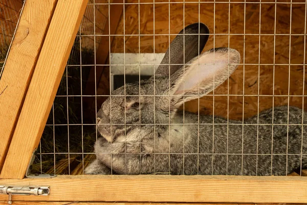 Домашние Кролики Клетках Содержание Разведение Неволе — стоковое фото