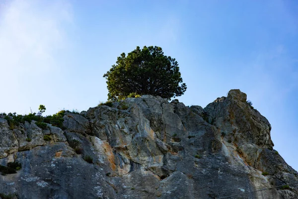 Árbol Solitario Sobre Una Roca Caliza Mármol Contra Cielo Azul —  Fotos de Stock