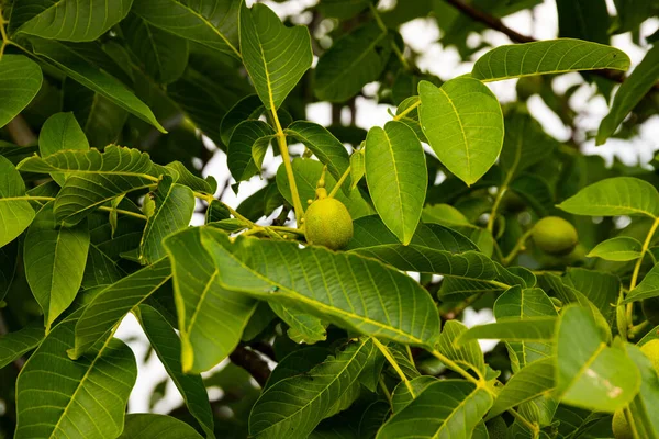 Πράσινα Φρούτα Καρυδιού Δέντρο Πράσινα Φύλλα Επιλεκτική Εστίαση — Φωτογραφία Αρχείου