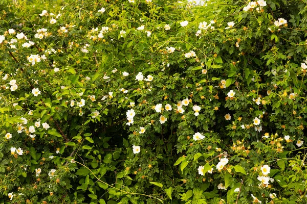 stock image Blooming bushes of wild rose with white flowers. Selective focus.