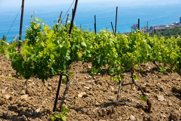 Nuvole Pioggia Sulle Montagne Una Valle Con Vigneto Verde — Foto Stock