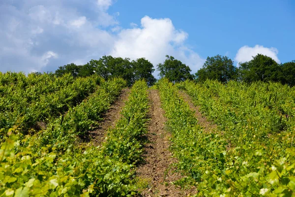 Nuvole Pioggia Sulle Montagne Una Valle Con Vigneto Verde — Foto Stock