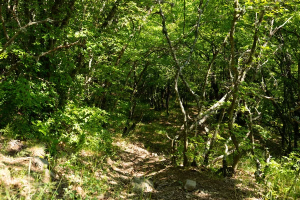 Forêt Montagne Sauvage Fabuleuse Avec Des Arbres Tortueux Des Branches — Photo