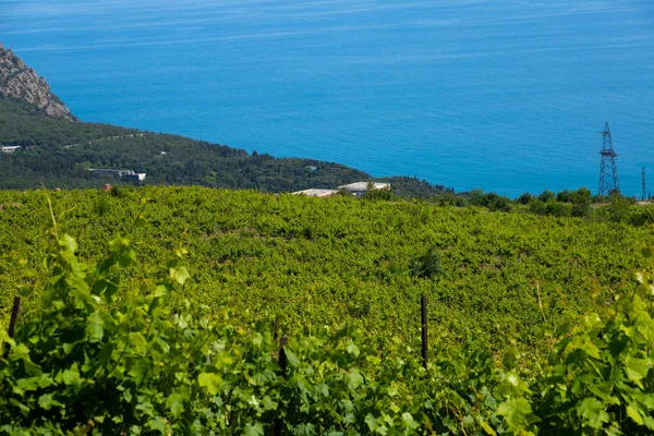 Nuvole Pioggia Sulle Montagne Una Valle Con Vigneto Verde — Foto Stock