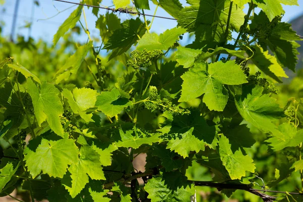 Green Leaves Grapes Vineyard Selective Focus — Stock Photo, Image