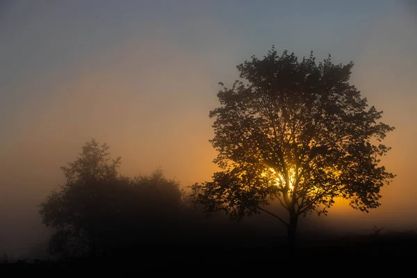 Живописный Осенний Пейзаж Одинокое Дерево Фоне Туманного Рассвета Берегу Реки — стоковое фото